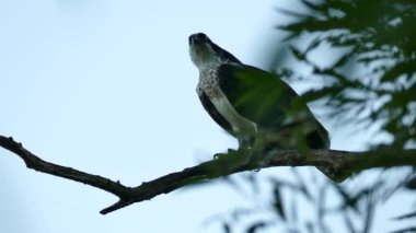 Gün batımında Osprey bir dalda döner ve taraf değiştirir.
