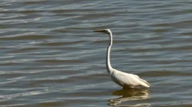 Beyaz balıkçıl havalanırken ve bir başkasının bölgesini işgal ederken çekilen görüntüler.