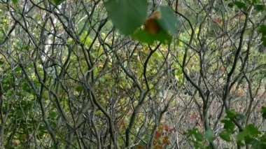 Güz ormanlarında hafif rüzgarlı bir günde gelişen kamufle olmuş minik kuşlar.