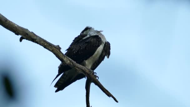 Osprey Kuşu Gagasını Tüylere Daldırıyor Gece Tüylerini Kabartıyor — Stok video