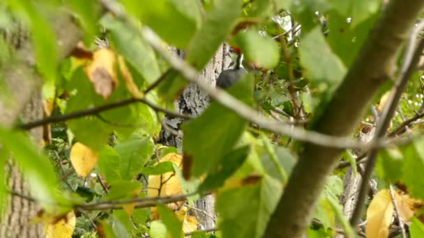 Pájaro Carpintero Grande Visto Través Solo Agujero Follaje Grueso Bosque — Vídeos de Stock