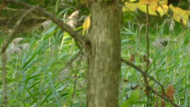 在背景模糊的树上 一只黄色的爬行动物在跟踪镜头上 — 图库视频影像