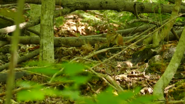 Dois Tiros Esquilo Bonito Ensolarado Mas Coberto Floresta Densa Canadá — Vídeo de Stock