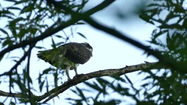 Osprey Yırtıcı Kuşu Alacakaranlıkta Bulanık Yapraklar Arasında Bir Dalda Duruyordu — Stok video