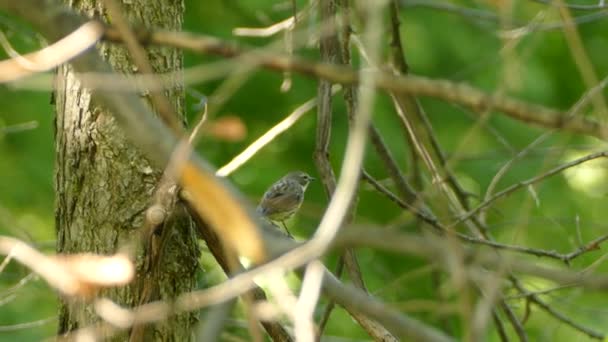 Pretty Yellow Rumped Warbler Viewed Back Nature Bokeh Background — Stock Video