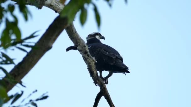 Back View Osprey Wild While Perched Branch Dusk — Stock Video