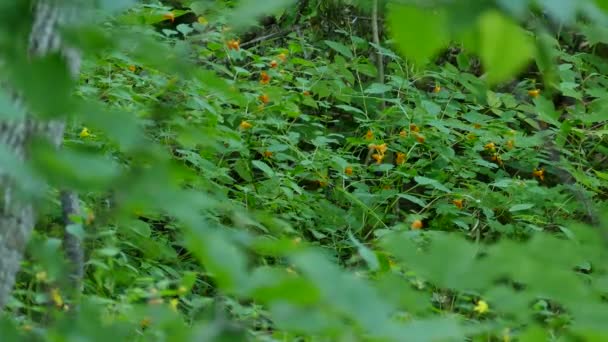 Colibrí Otro Pájaro Prosperando Mismo Arbusto Florido Naturaleza — Vídeos de Stock