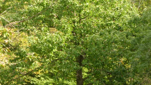 Un petit faucon lance une attaque pour tenter d'attraper un pic plus gros dans un arbre 