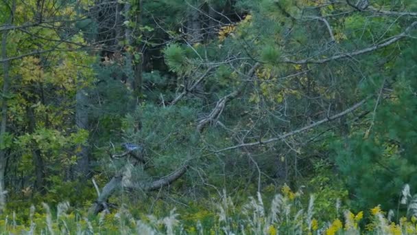 Úžasné Sledování Záběr Modrého Jay Létání Přistání Podél Lesní Čáry — Stock video