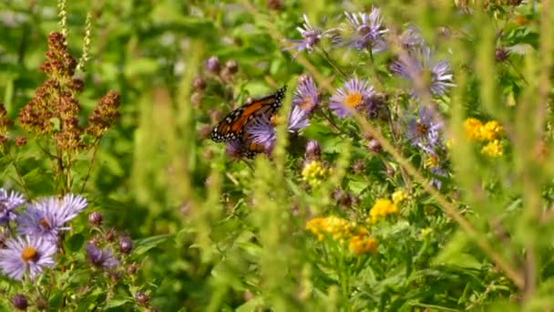 Papillon Nourrissant Une Fleur Pourpre Vue Travers Buisson Fleuri Épais — Video