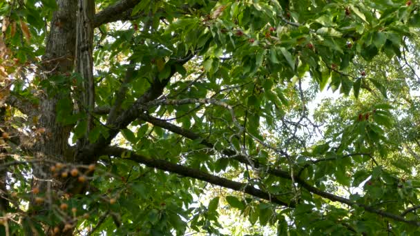 Μικρό Πουλί Nuthatch Κάνει Ένα Νεκρό Κλαδί Ταλάντευση Κάτω Από — Αρχείο Βίντεο