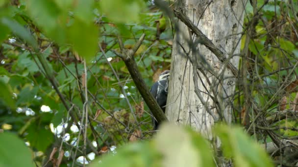 Pileated Specht Pronken Met Zijn Levendige Kleuren Het Wild Van — Stockvideo