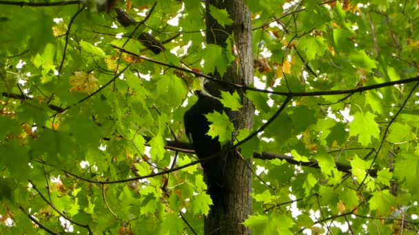 Μεγάλο Εντυπωσιακό Pileated Τρυποκάρυδος Λαμβάνοντας Ένα Υπόλοιπο Για Τον Γαμπρό — Αρχείο Βίντεο