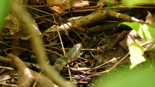 Image Détaillée Visage Serpent Avant Parte Éloigne Sur Sol Forestier — Video