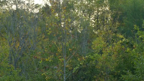 一天结束时 活跃的蓝鸟在健康茂密的森林边飞翔 — 图库视频影像