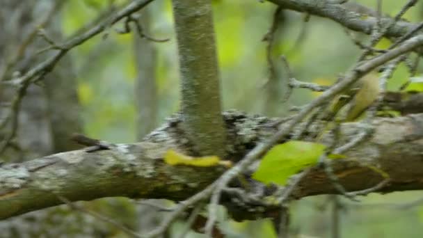 Perempuan Ruby Memahkotai Kinglet Burung Kecil Yang Lucu Melompat Lompat — Stok Video