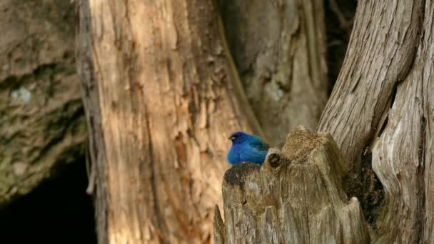 Αρκετά Indigo Bunting Μπλε Πουλί Της Βόρειας Αμερικής Μικτή Πευκοδάσος — Αρχείο Βίντεο