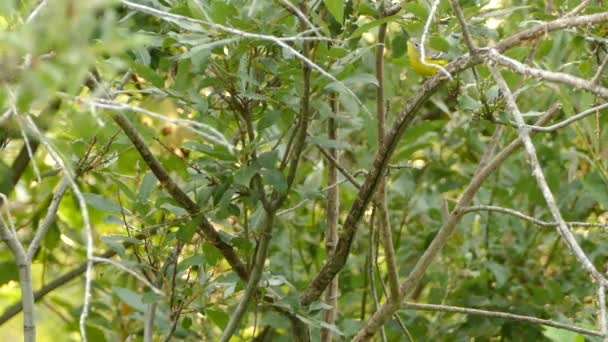 Burung Warbler Magnolia Muda Yang Indah Menyelidiki Dunia Barunya — Stok Video