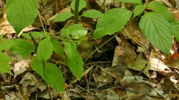 雄花栗鼠以从落叶森林的土壤中挖出的根为食 — 图库视频影像