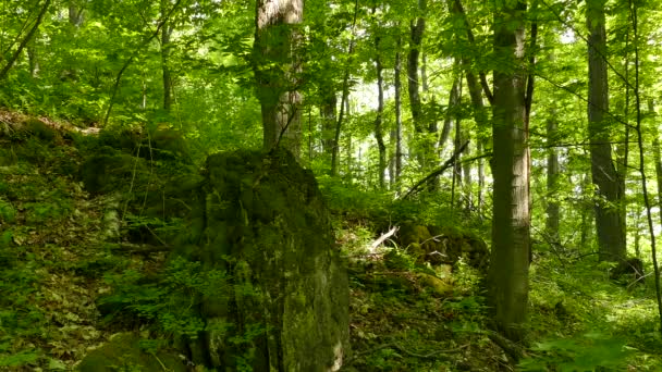 Floresta Caduca Norte Americana Exuberante Pura Com Formação Rochosa Dramática — Vídeo de Stock