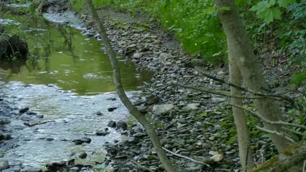 Malá Řeka Lese Modrým Ptákem Přistávající Břehu Soumraku — Stock video