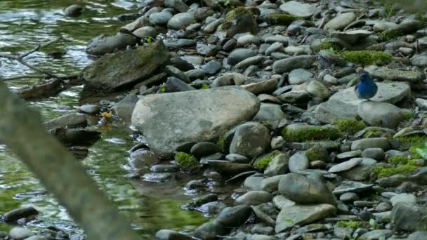 靛青捆扎美丽的蓝鸟降落在溪流附近的岩石上 — 图库视频影像
