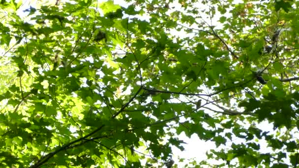 Tiny Bird Leafy Branch Feeding Aggressively Folded Leaf Preys — Stock Video