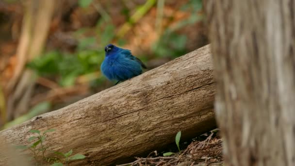 Dva Detailní Záběry Indigo Bunting Pěkný Pták Nízké Úrovni Kmeni — Stock video