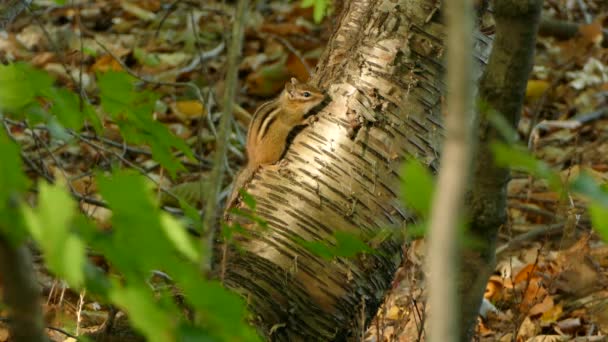 Chipmunk Hutan Mengambil Istirahat Akhir Hari Sinar Matahari Dekat Tanah — Stok Video