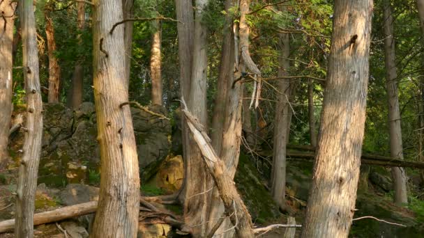 Vacker Nordamerikansk Tallskog Med Klippformationer Och Blå Fågel — Stockvideo