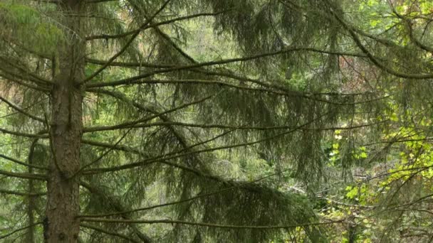 Велике Соснове Дерево Кінці Дня Ледь Помітним Крихітним Птахом Летить — стокове відео