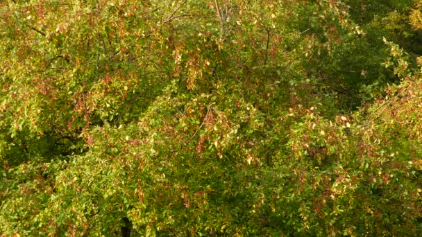 一天结束时 浓密而健康的小苹果树闪烁着阳光 鸟儿也在其中 — 图库视频影像