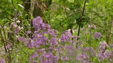 Çiçeklerin üzerine serin tasarım tünemiş sıradan sarı boğazlı bir kuş.