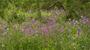 Pırıl pırıl mor çiçeklerle dolu tarlada hafifçe hareket eden sıradan sarı boğaz.