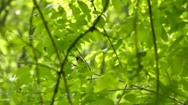 Kuzey Amerika 'da kuş kapüşonlu ötleğen açık bir güneş gününde ötüyor