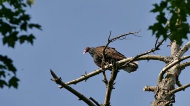 Açık mavi gökyüzü gününde keskin bir hindili akbaba vuruşu.