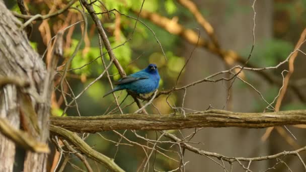 Vacker Indigo Bunting Fågel Tar Flygning Nordamerikanska Tallskog — Stockvideo