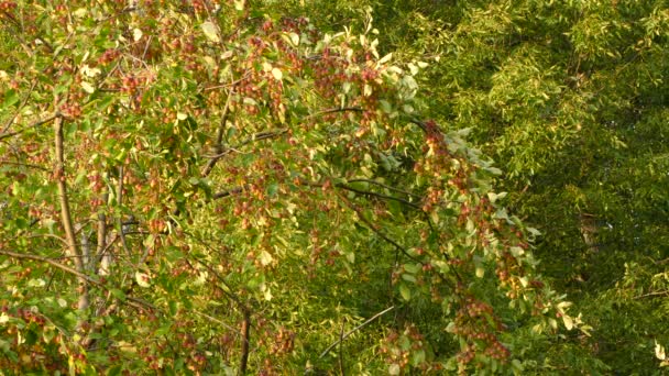 Minuto Fotos Pássaros Bem Camuflados Movendo Rápido Uma Árvore Frutas — Vídeo de Stock