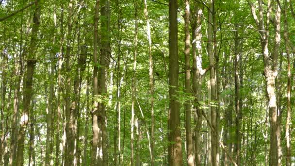 鬱蒼とした植生の明るい日光の森の真ん中に立っているソロレイヴン鳥 — ストック動画