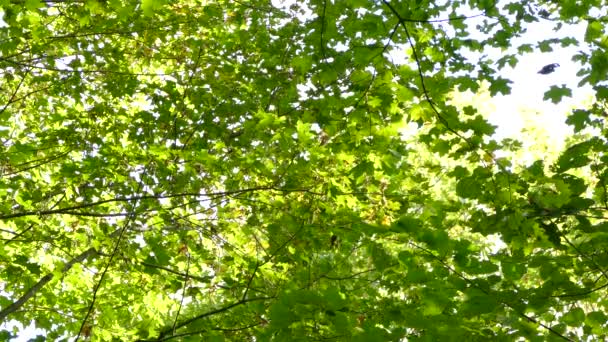 Extraña Interacción Entre Pequeñas Aves Del Bosque Tratando Comer Presas — Vídeos de Stock