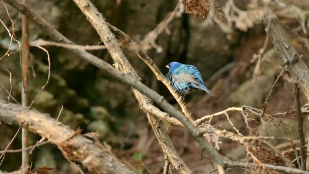 Indigo Bunting Tons Azuis Pálidos Vibrando Suas Asas Rapidamente Natureza — Vídeo de Stock