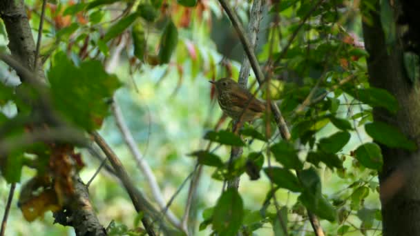 Piuttosto Ovenbird Ramo Con Sfondo Sfocato Decolla Improvvisamente — Video Stock