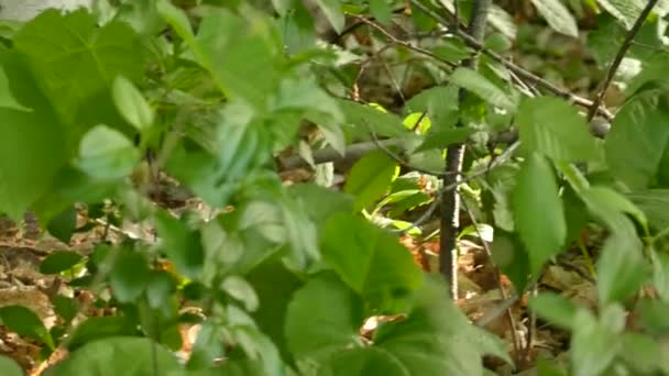 Ziemlich Häufig Gelbkehlsänger Vogel Gedeiht Reinem Wald Auf Dem Boden — Stockvideo