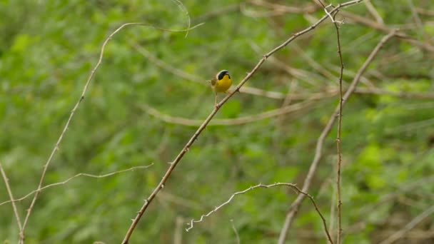 Δύο Αλληλουχίες Του Κοινού Κίτρινου Λαιμού Warbler Πουλί Φωνάζοντας Καλοκαίρι — Αρχείο Βίντεο