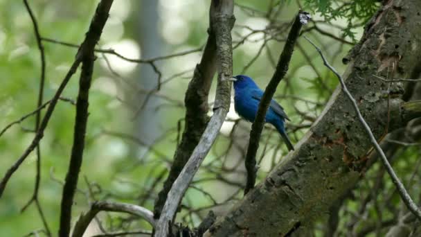 カナダの野生の森の中でインディゴバンティング発声鳥に署名 — ストック動画