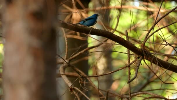 Quick Shot Indigo Buntin Dusk Flying Away Pine Branch Forest — Stock Video