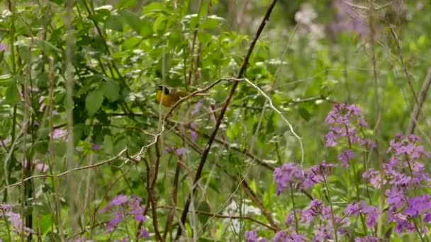 Zwykły Ptak Warbler Żółtym Gardłem Wykonujący Sporadyczne Ruchy Przed Startem — Wideo stockowe