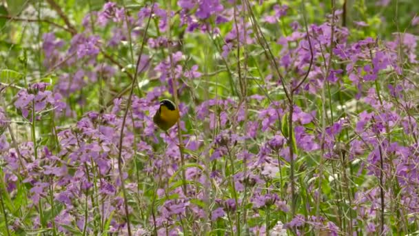 Güzel Renkli Ötleğen Kuşu Görüntüsü Güzel Mor Çiçeklerin Yanında Tünemişti — Stok video