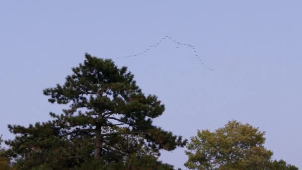 Σμήνος Πτηνών Σχήμα Που Πετούν Ψηλότερα Από Ένα Δέντρο Στον — Αρχείο Βίντεο