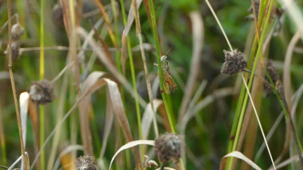 Grasshoper Muove Leggermente Sul Ramoscello Verde Prima Saltare — Video Stock